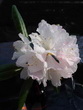 R. hyperythrum